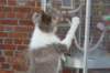 honey35monthsoldbirdwatching_small.jpg