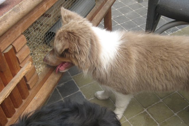 honey35monthsoldpetwatching2.jpg