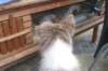 honey35monthsoldpetwatching_small.jpg