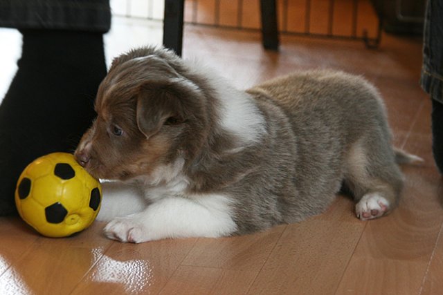 honey38daysold.jpg