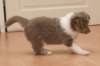 honey38daysold12_small.jpg