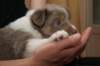 honey38daysold13_small.jpg