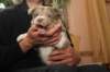 honey38daysold14_small.jpg