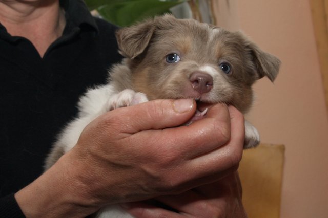 honey38daysold15.jpg
