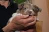 honey38daysold15_small.jpg