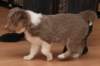 honey38daysold16_small.jpg