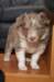 honey38daysold19_small.jpg