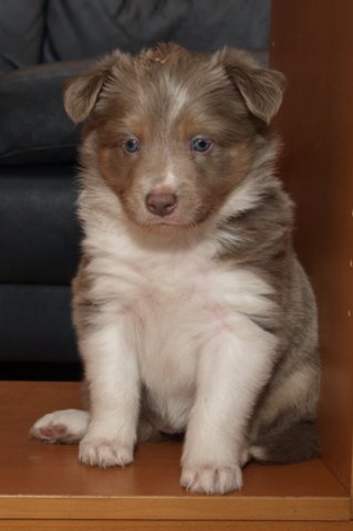 honey38daysold20.jpg