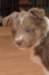 honey38daysold21_small.jpg