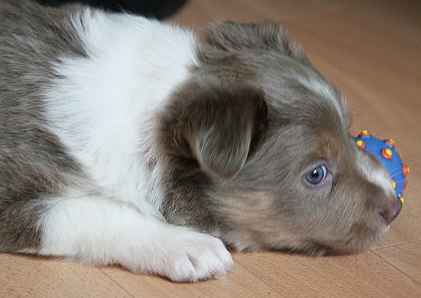 honey38daysold3.jpg