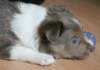 honey38daysold3_small.jpg