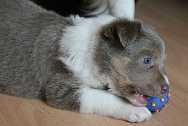 honey38daysold5.jpg
