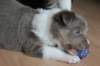 honey38daysold5_small.jpg
