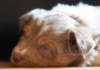 honey38daysold6_small.jpg