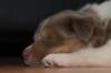 honey38daysold7_small.jpg