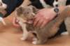 honey38daysold8_small.jpg