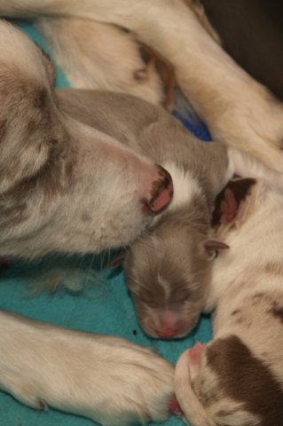 honey3daysold.jpg