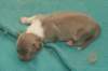 honey3daysold2_small.jpg