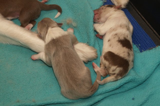 honey3daysold3.jpg