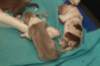 honey3daysold3_small.jpg