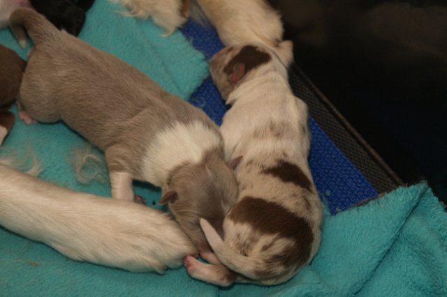 honey3daysold4.jpg