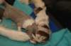 honey3daysold4_small.jpg