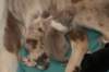 honey3daysold5_small.jpg
