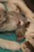 honey3daysold_small.jpg