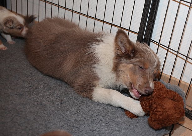 honey3monthsold2.jpg