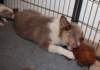 honey3monthsold2_small.jpg