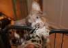 honey3monthsold3_small.jpg