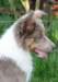 honey3monthsold4_small.jpg