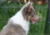 honey3monthsold5_small.jpg