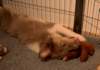 honey3monthsold_small.jpg