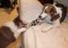 honey3monthstia7monthsold5_small.jpg