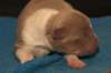 honey4daysold2_small.jpg