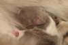 honey4daysold3_small.jpg