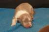 honey4daysold_small.jpg