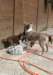 honey4monthsfollyspups48daysold2_small.jpg