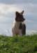 honey5monthsold23_small.jpg
