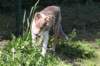 honey5monthsold24_small.jpg