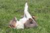 honey5monthsold27_small.jpg