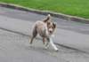 honey5monthsold3_small.jpg