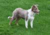 honey5monthsold6_small.jpg