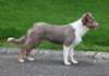 honey5monthsold7_small.jpg