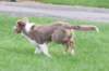 honey5monthsold_small.jpg