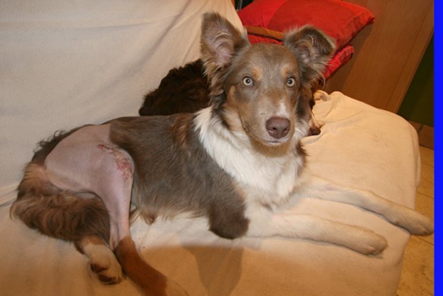 honey65monthsold2daysafterkneeoperation.jpg