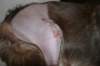 honey65monthsold2daysafterkneeoperation2_small.jpg