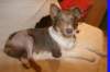 honey65monthsold2daysafterkneeoperation_small.jpg