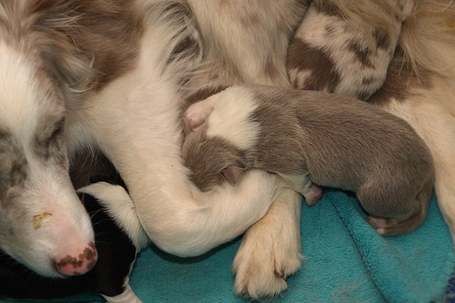 honey7daysold.jpg